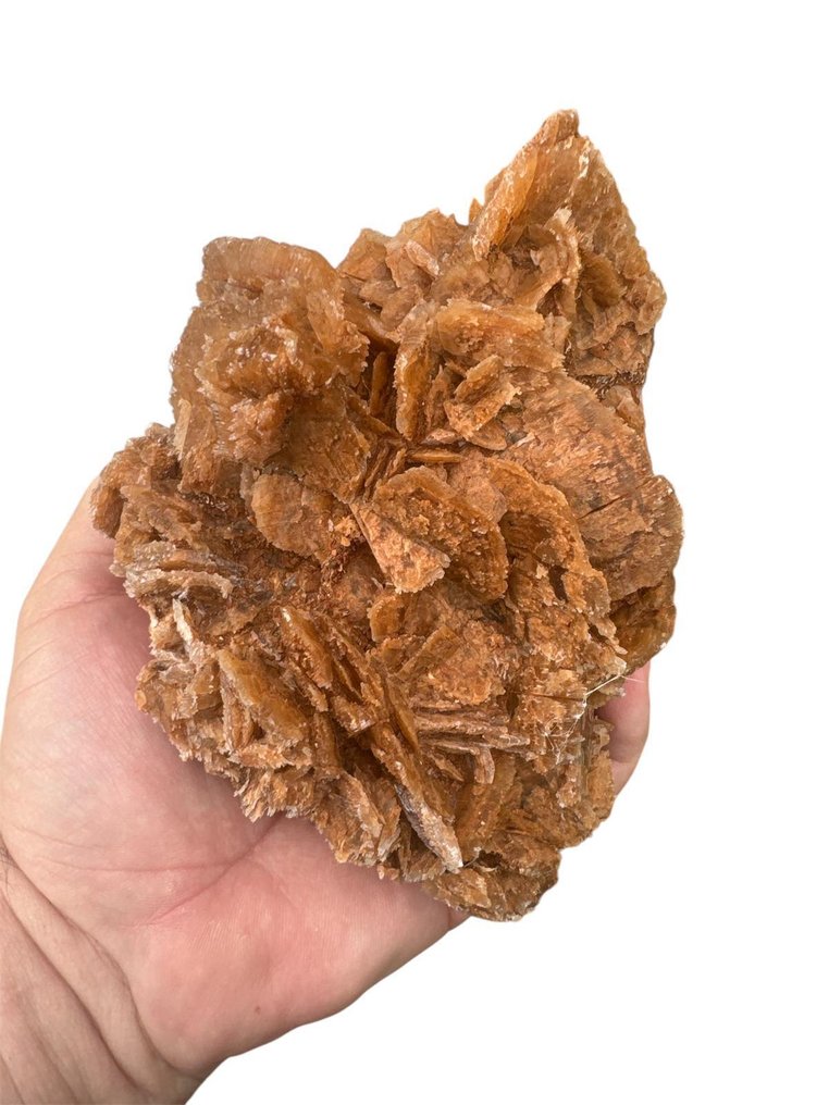 τριαντάφυλλο της ερήμου Τραχύς- 1 kg - (50) #2.1