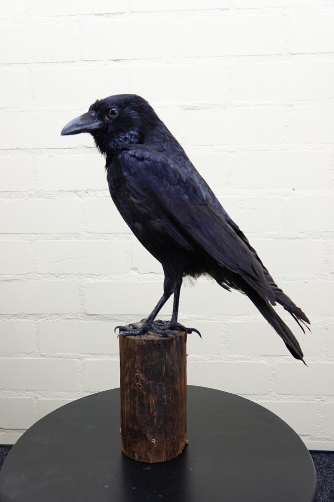 Carrion Crow Allestimento tassidermico a corpo intero - Corvus corone - 30 cm - 13 cm - 44 cm - non-CITES species #1.0