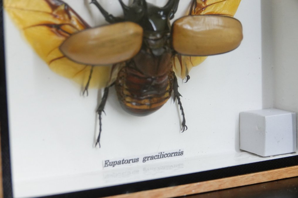 Πένθορυ Κωδωνοφόρος Ρινόκερος Βάση ταρίχευσης ολόκληρου σώματος - Eupatorus gracilicornis - 17.5 cm - 12.5 cm - 4 cm - non-CITES species - 1 #3.2