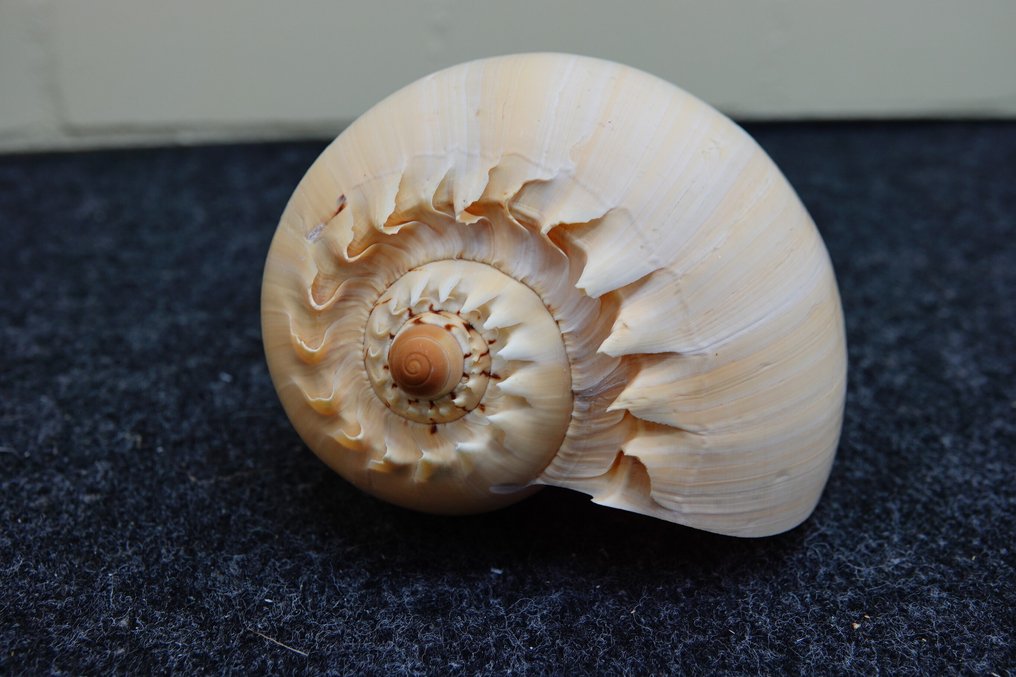 Heavy Bailer Carapace - Melo diadema - 20 cm - 14 cm - 10 cm - non-CITES species #1.0