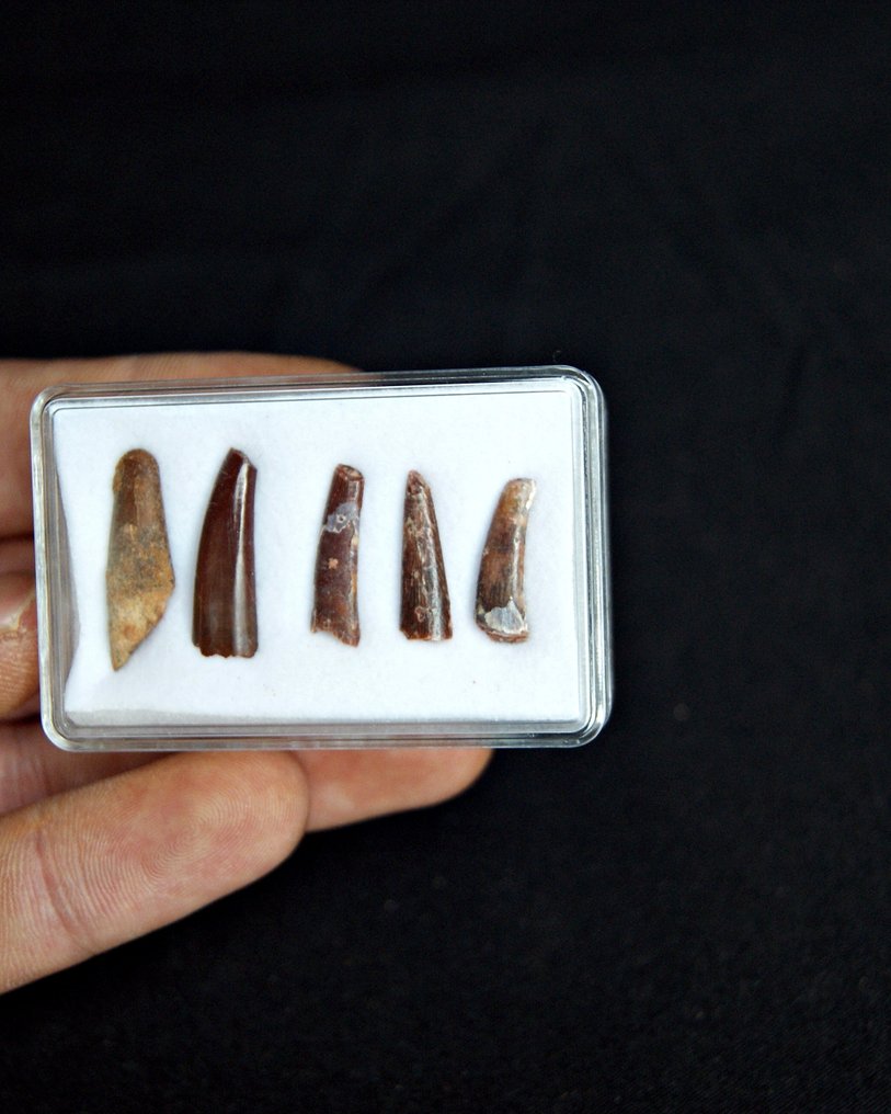 Pterosaur - Fosszilis fog - Colección de 5 dientes fósiles de pterosaurios (Nincs minimálár) #3.2