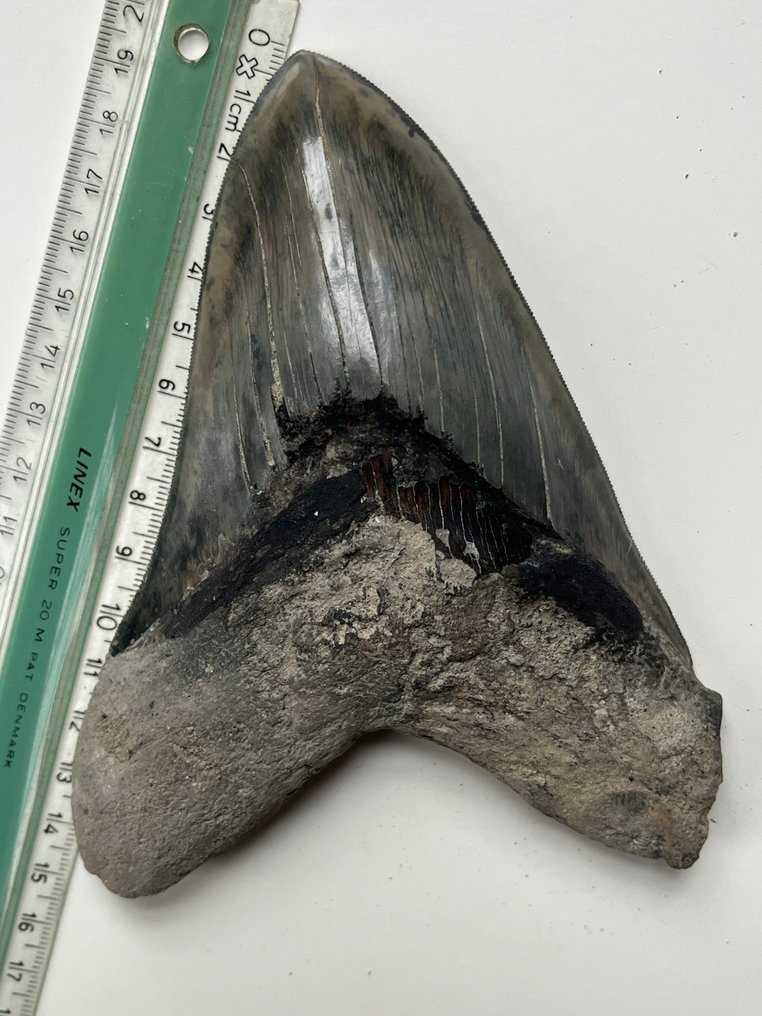 Suuri Megalodon-hampaan koko 15,3 cm (6,08 tuumaa) - Fossiiliset hampaat - Carcharocles megalodon #3.2