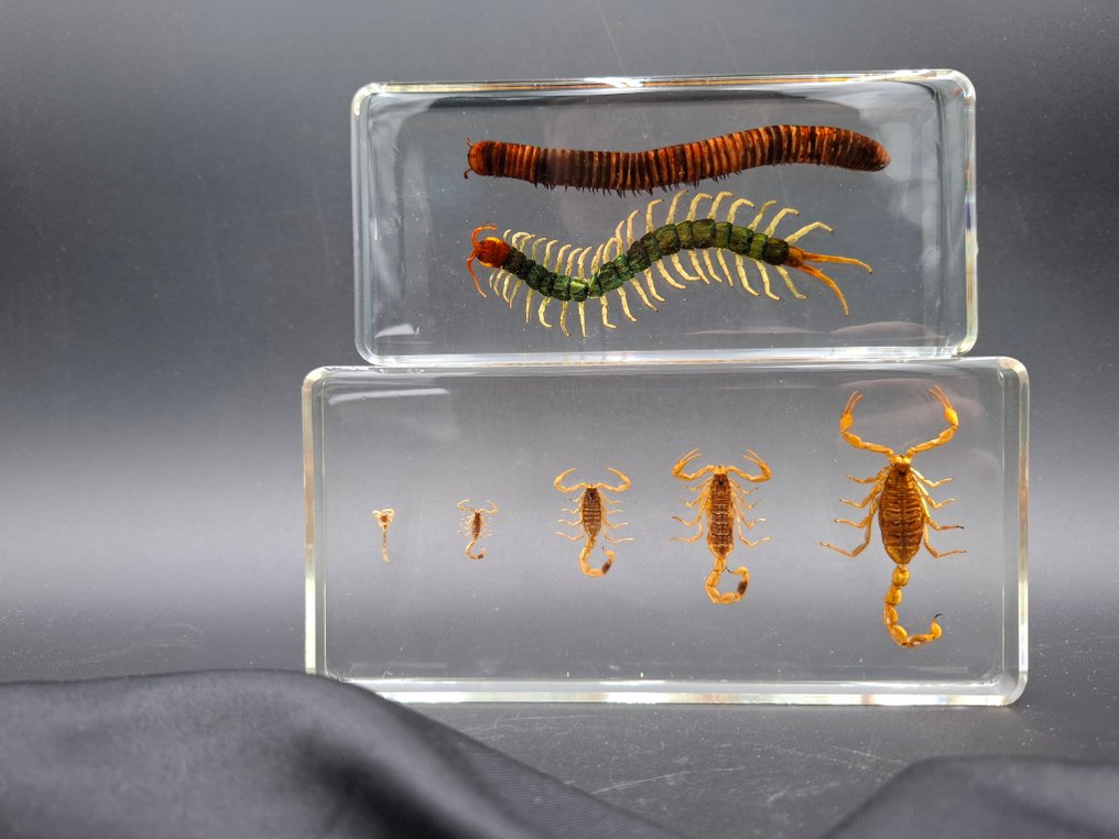 Ciclo di vita dello scorpione Allestimento tassidermico a corpo intero - Arachnida sp. - 16.5 cm - 7.8 cm - 1.7 cm - Specie non CITES #1.0