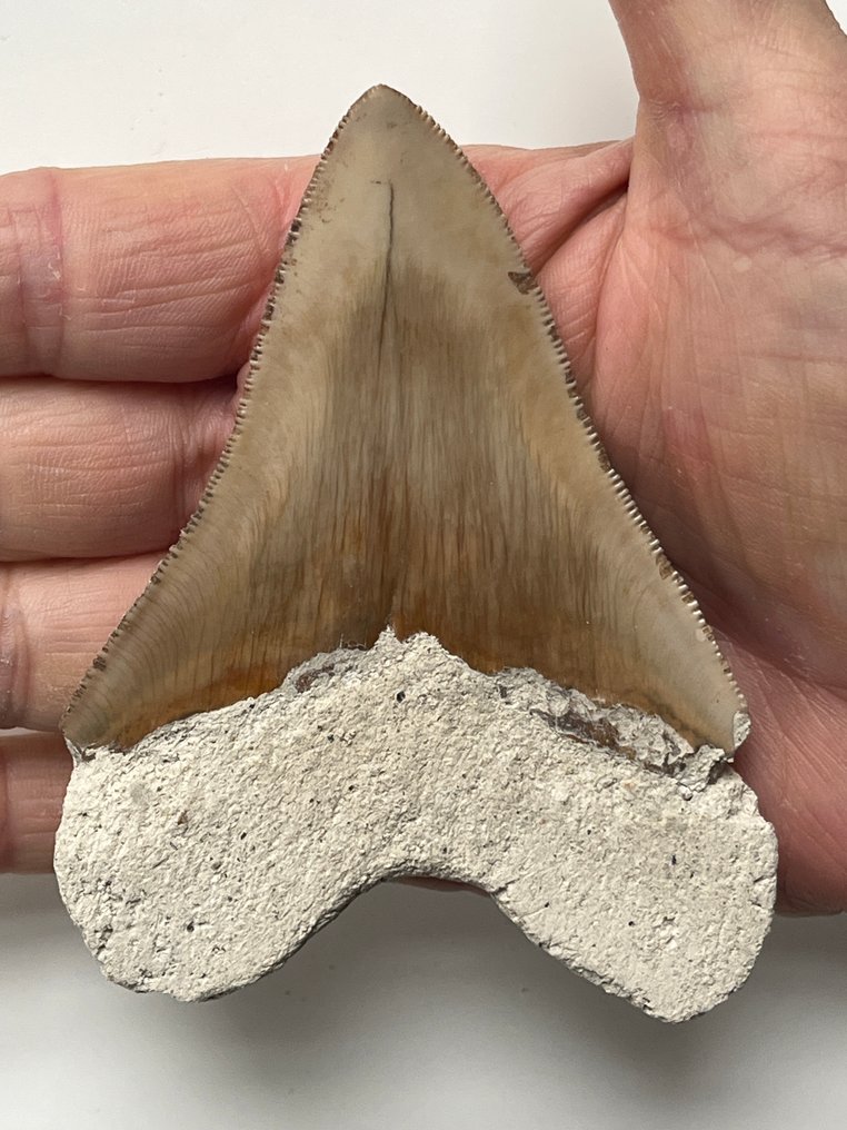 Dinți de Megalodon 10,1 cm - Dinte fosilă - Carcharocles megalodon (Fără preț de rezervă) #1.0