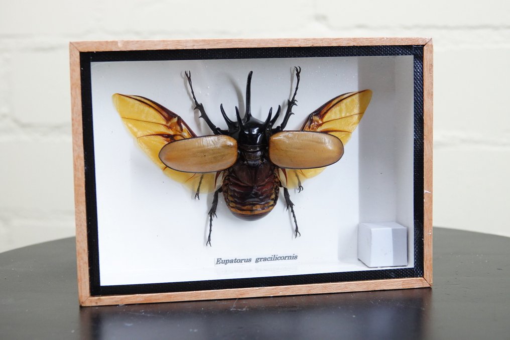 Πένθορυ Κωδωνοφόρος Ρινόκερος Βάση ταρίχευσης ολόκληρου σώματος - Eupatorus gracilicornis - 17.5 cm - 12.5 cm - 4 cm - non-CITES species - 1 #1.0