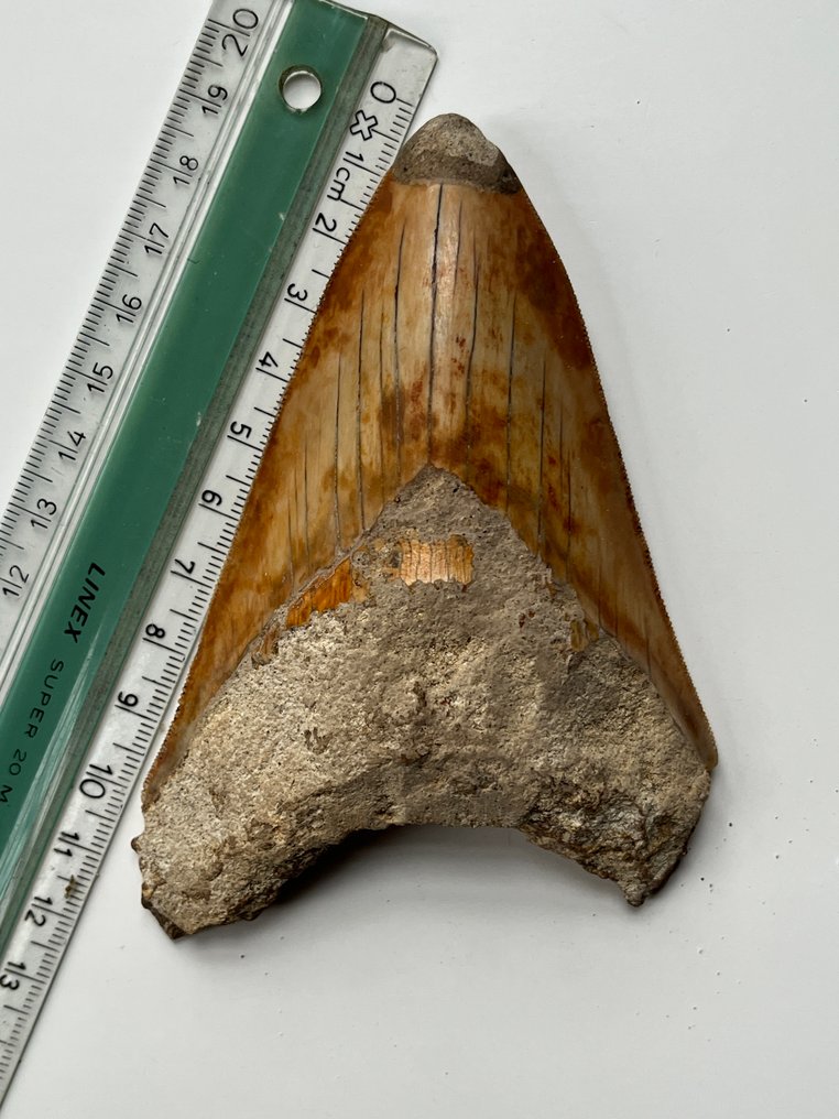Megalodon tooth 11,8 cm - Fossil tooth - Carcharocles megalodon  (No reserve price) #2.1