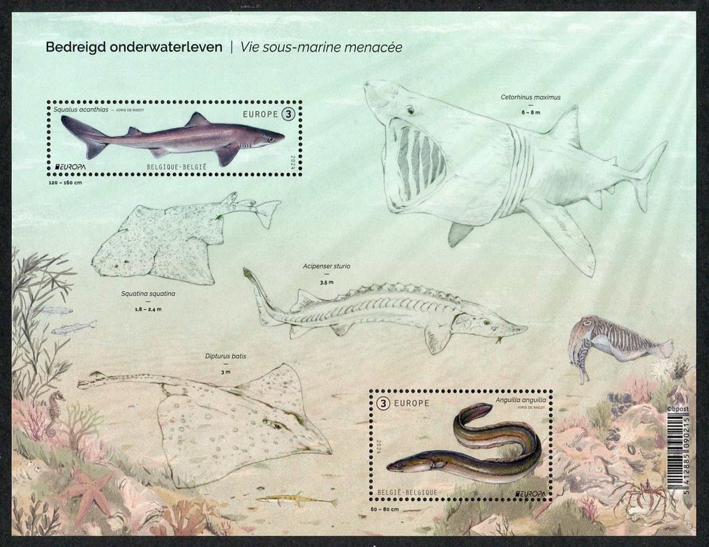 比利時 2024 - 完整的邮票和邮票块收藏，如Davo相册页上所示。 #3.2