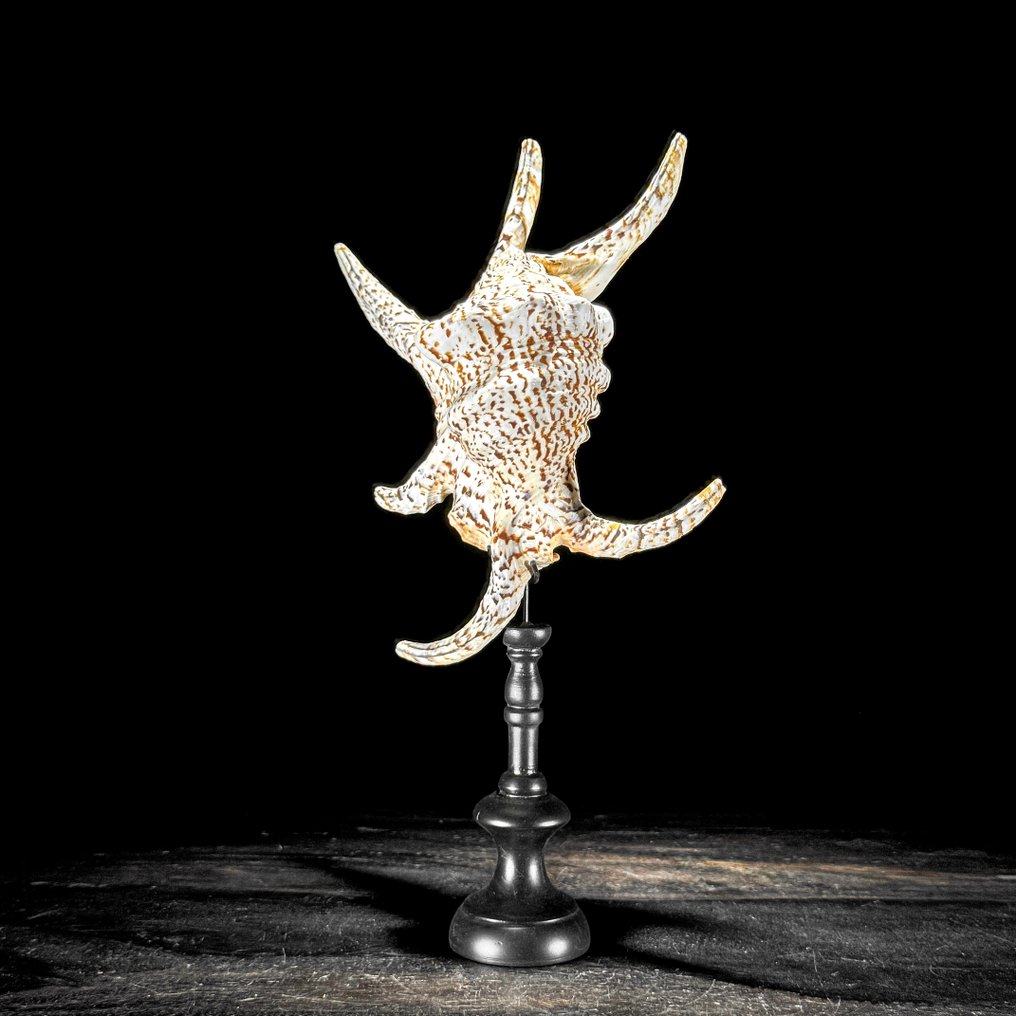 Stunning Pair of Spider Conch Shell on custom stands- Sea shell - Lambis Lambis (No reserve price) #3.2