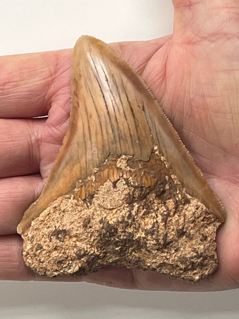 Megalodon tand 9,1 cm - Fossiele tand - Carcharocles megalodon  (Zonder minimumprijs) #1.0