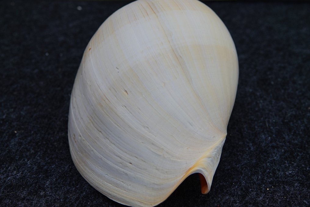 Heavy Bailer Panssari - Melo diadema - 16 cm - 11 cm - 22 cm - non-CITES species #3.2