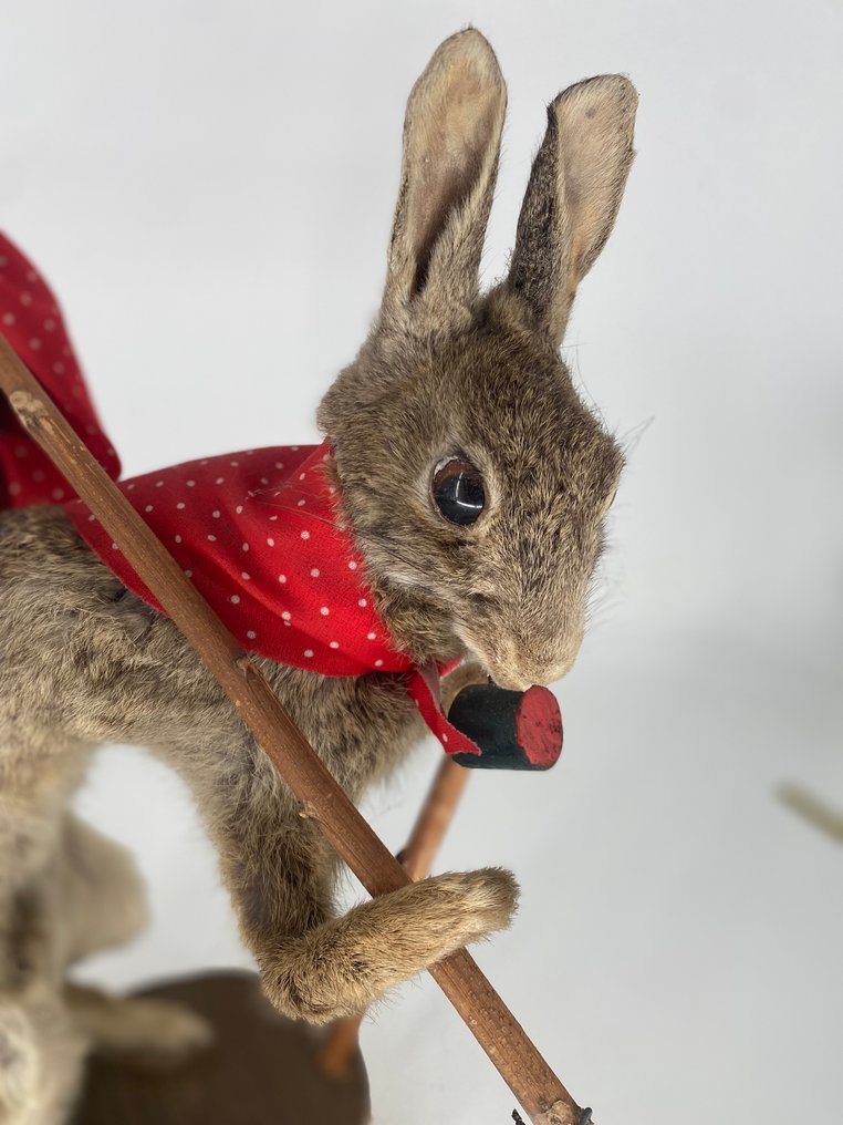 Lepre Allestimento tassidermico a corpo intero - Haas - 44 cm - 18 cm - 18 cm #1.0