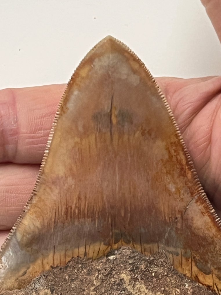 Diente de Megalodon 11,0 cm - Diente fósil - Carcharocles megalodon #2.1