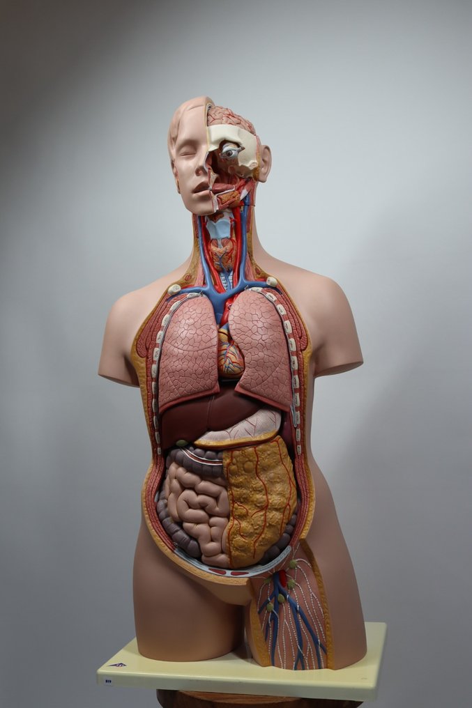 解剖模型 (21) - 聚氯乙烯 - 1980-1990 - 科学人体模型 #1.0