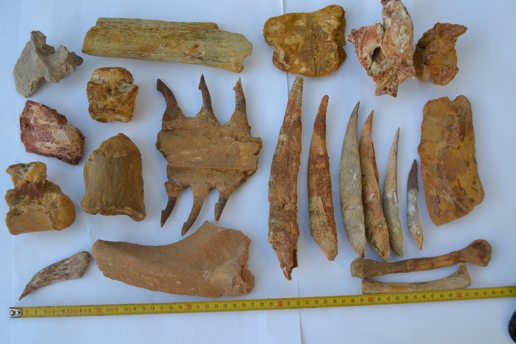 Collection of Dinosaur, Reptile from Sahara - Fossil bone  (No reserve price) #1.0