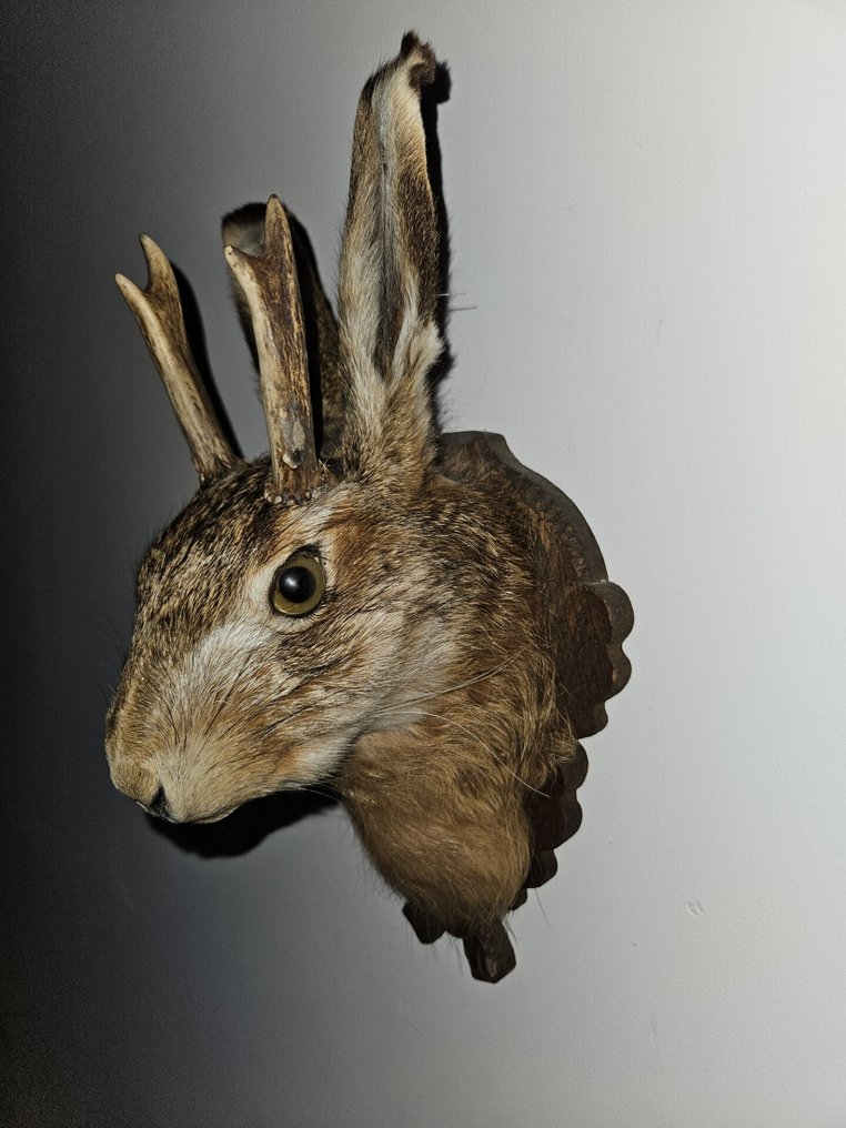 hazenkop (jackalope) Allestimento tassidermico a corpo intero - Lepus europaeus - 29 cm - 14 cm - 15 cm - fantasie dier niet beschermd - 1 #1.0