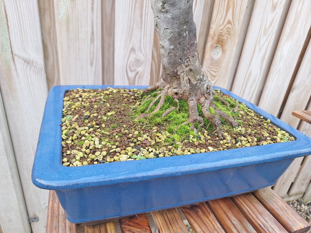 Trident maple bonsai (Acer buergerianum) - Height (Tree): 60 cm - Depth (Tree): 40 cm - Netherlands #3.2