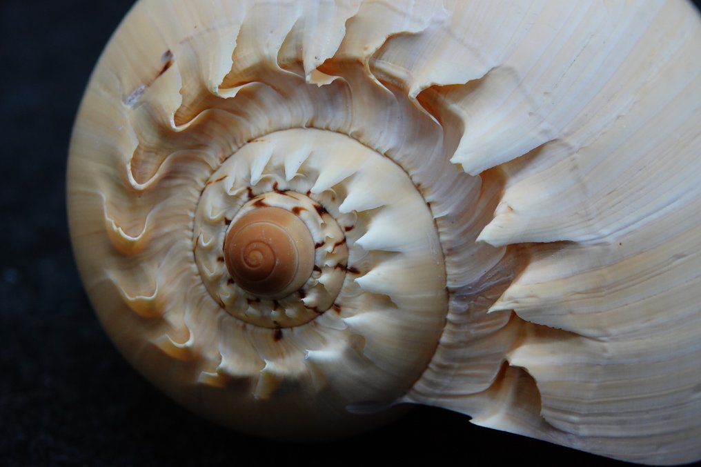 Heavy Bailer Carapace - Melo diadema - 20 cm - 14 cm - 10 cm - non-CITES species #2.1