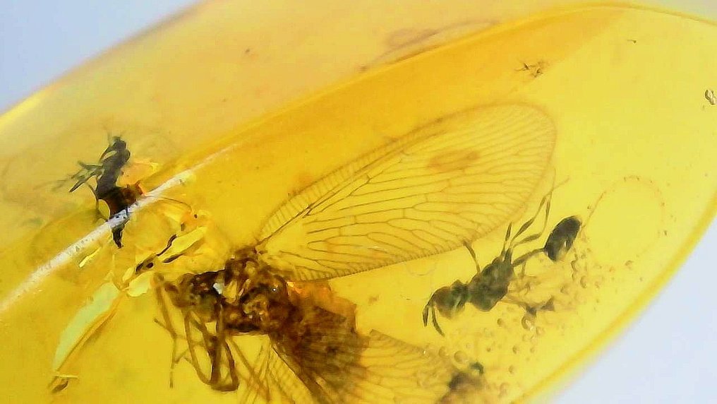 BURMESE NEUROPTERA - Amber (No reserve price) #3.2