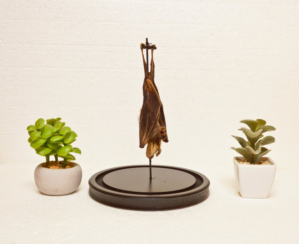 Pipistrello Allestimento tassidermico a corpo intero - Megaderma spasma - 25 cm - 17 cm - 0 cm - Specie non CITES #2.1