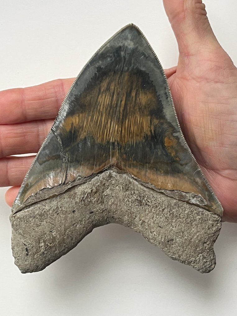 Grosse dent de mégalodon 14,1 cm - Dent fossile - Carcharocles megalodon #1.0