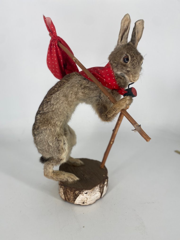 Lepre Allestimento tassidermico a corpo intero - Haas - 44 cm - 18 cm - 18 cm #2.1