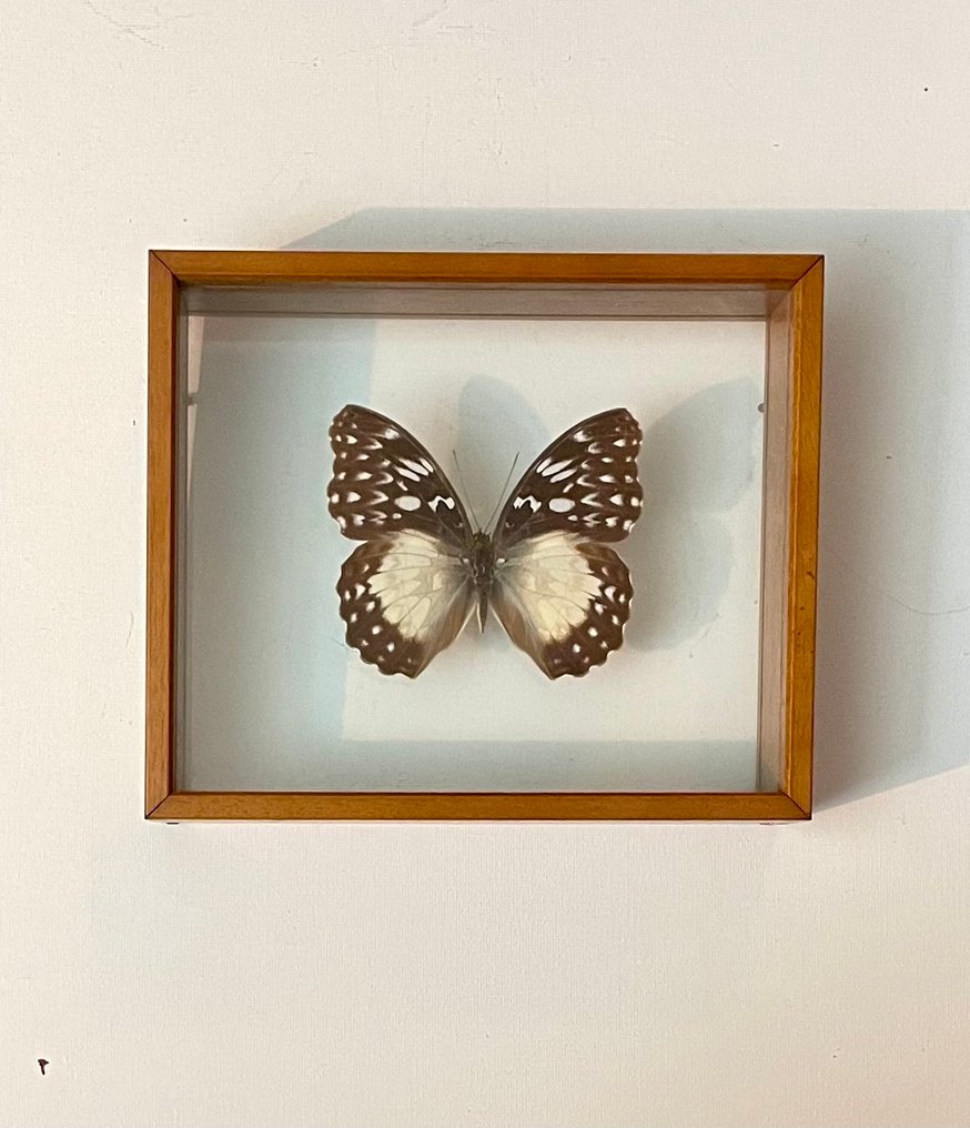 Farfalla Allestimento tassidermico a corpo intero - Cymothoe beckeri - 14 cm - 17 cm - 5.5 cm - 1 #2.1