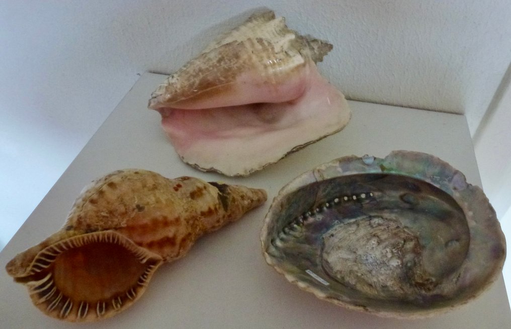 Crustacea Clam - Familie Strombidae - Charonia - Haliotidae  (No reserve price) #1.0