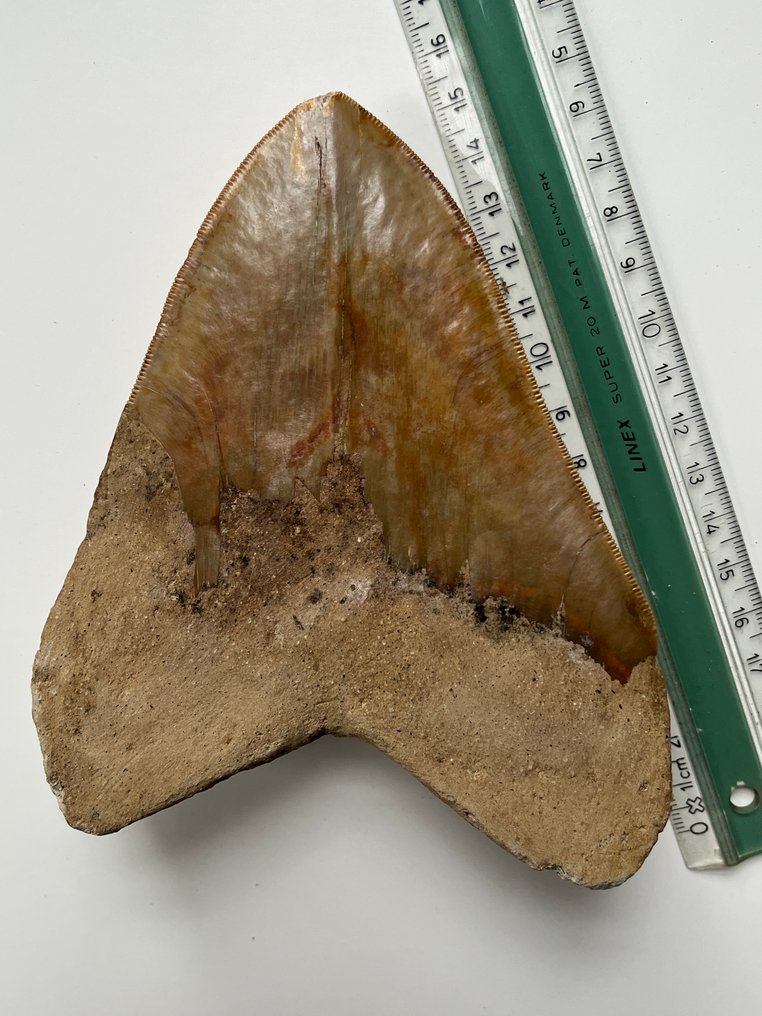 Dinți imens de Megalodon, 15,0 cm - Dinte fosilă - Carcharocles megalodon (Fără preț de rezervă) #2.1