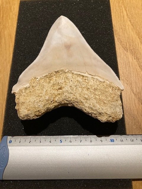 Megalodón Diente - Megalodon - 15 cm - 12 cm - 5 cm - (1) #3.2