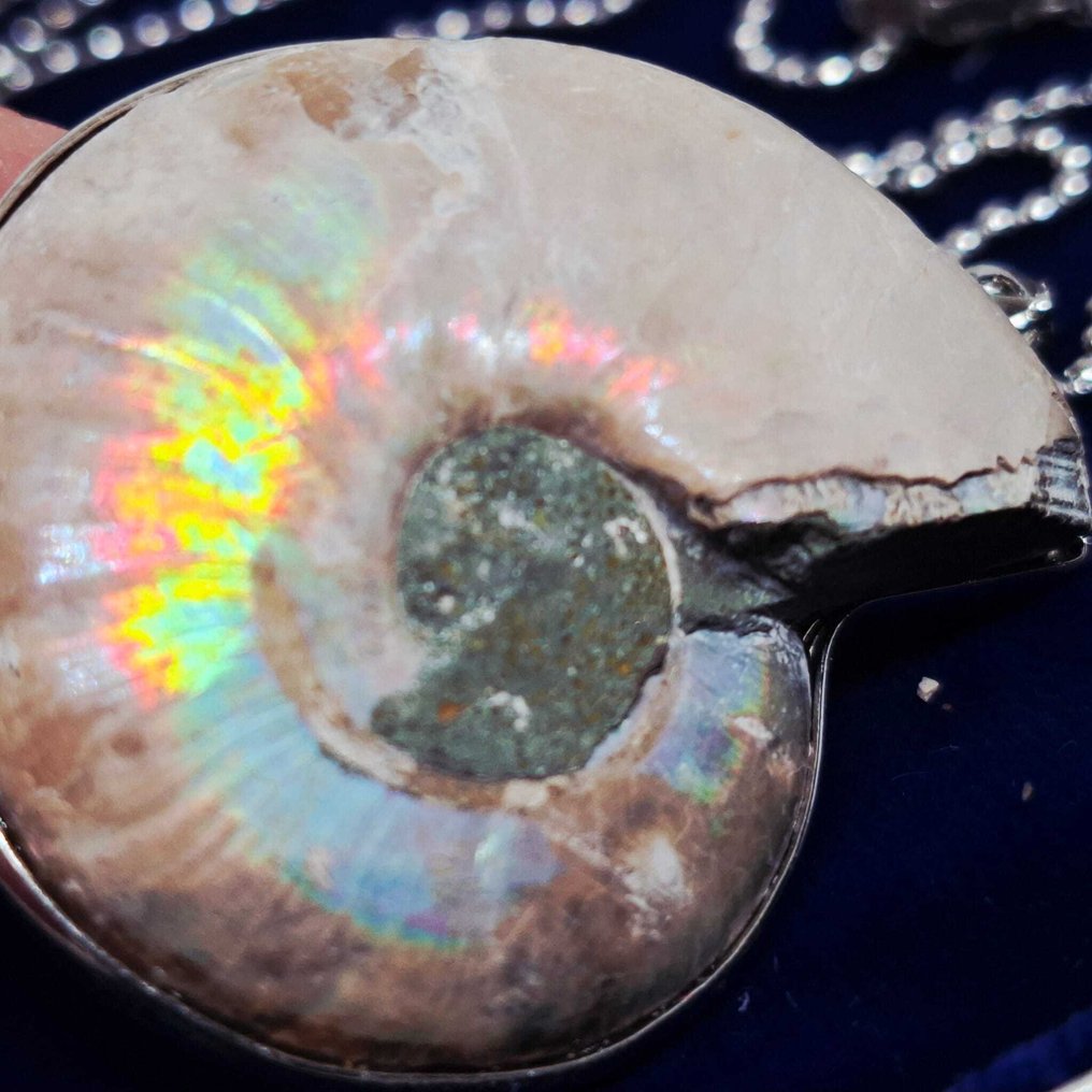 Bañado en oro - Collar con colgante - Fósil de ammonite #4.3