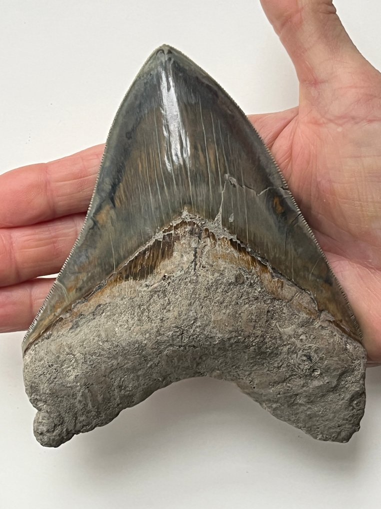 Grosse dent de mégalodon 14,1 cm - Dent fossile - Carcharocles megalodon #1.0