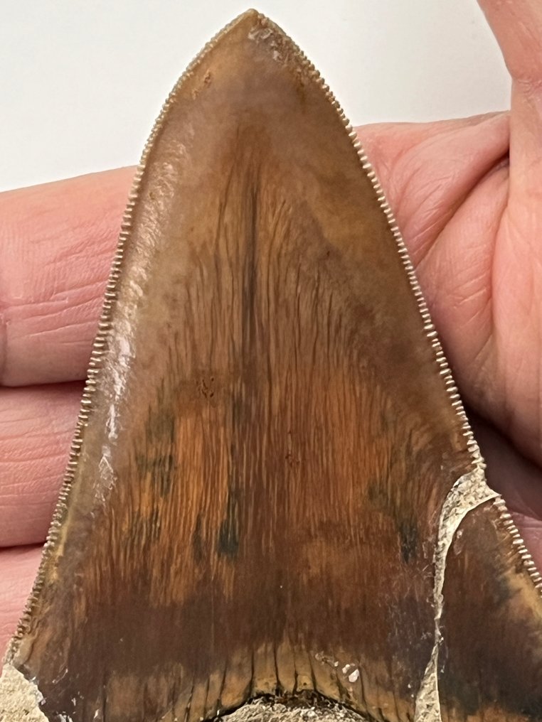 Megalodon tooth 11,8 cm - Fossil tooth - Carcharocles megalodon #2.1