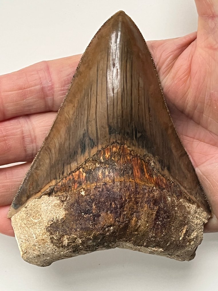 Ząb megalodona 11,1 cm - Skamieniały ząb - Carcharocles megalodon #1.0