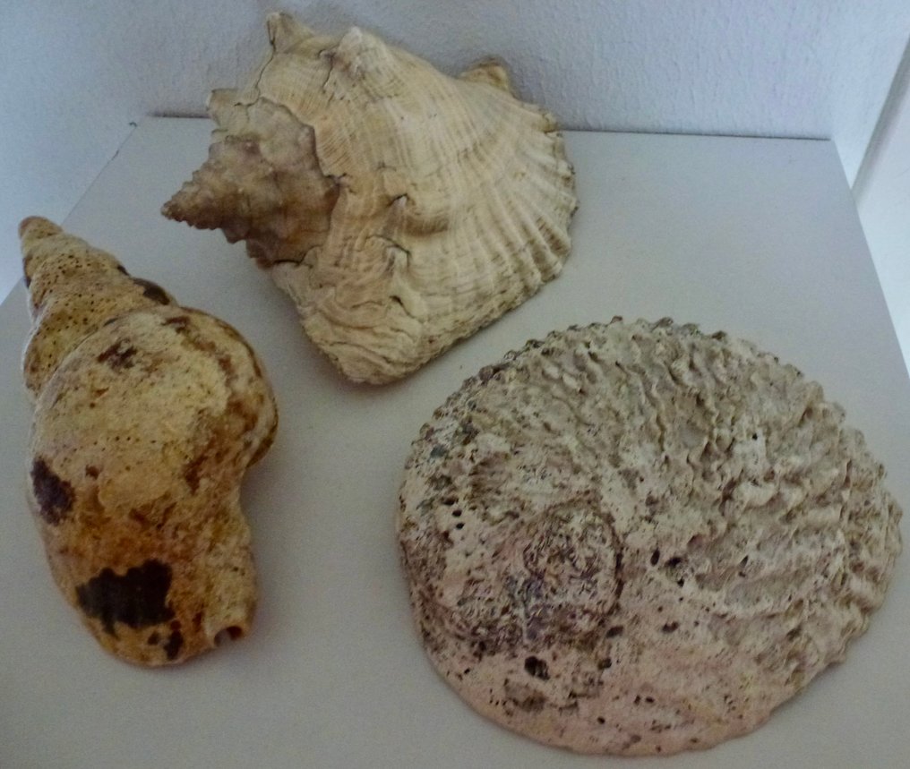 Crustacea Clam - Familie Strombidae - Charonia - Haliotidae  (No reserve price) #1.0