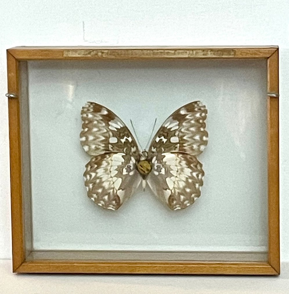 Farfalla Allestimento tassidermico a corpo intero - Cymothoe beckeri - 14 cm - 17 cm - 5.5 cm - 1 #3.2