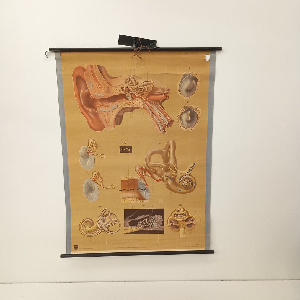 Deutsches Hygiene Museum Dresden - Anatomiczna mapa ścienna - Mapa szkolna - 2011 'het oor' - Płótno #1.0