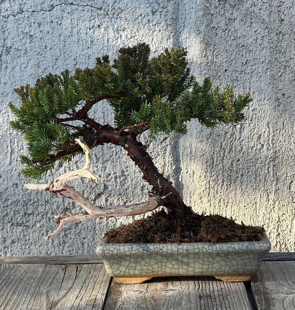 Bonsai ginepro (Juniperus) - Altezza (albero): 18 cm - Profondità (albero): 22 cm - Giappone #1.0