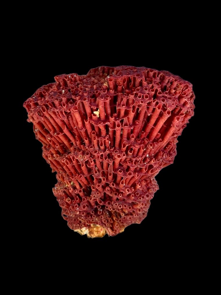 Χωρίς ελάχιστη τιμή CORAL Δείγμα- 384 g - (7) #2.1