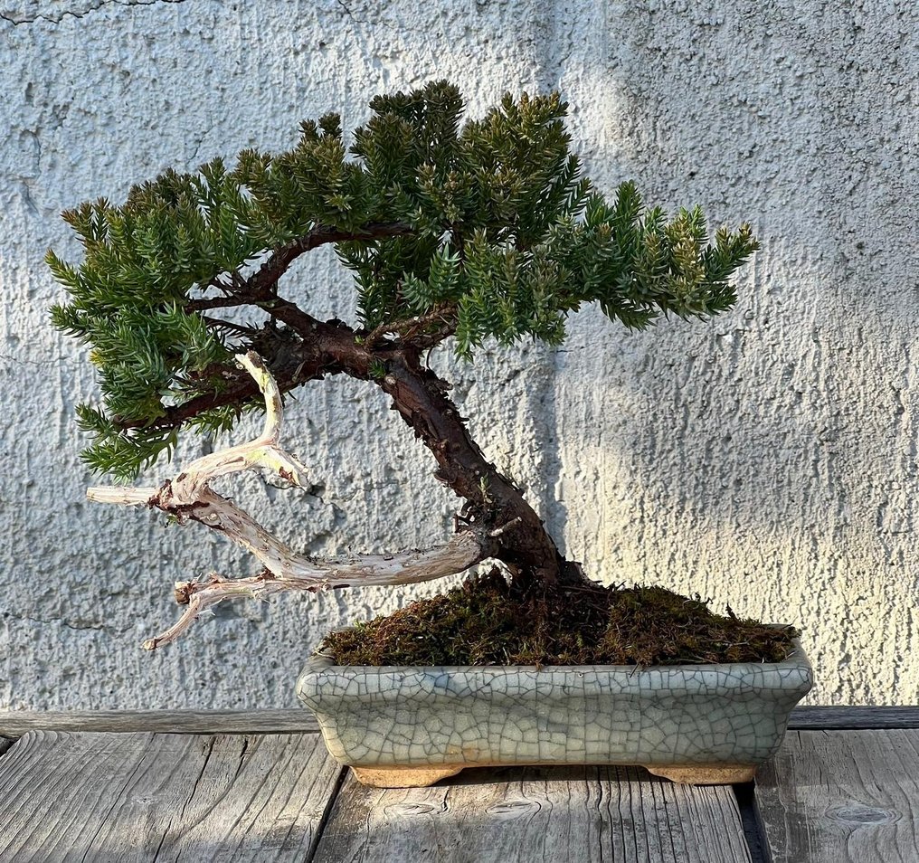 Bonsai ginepro (Juniperus) - Altezza (albero): 18 cm - Profondità (albero): 22 cm - Giappone #1.0