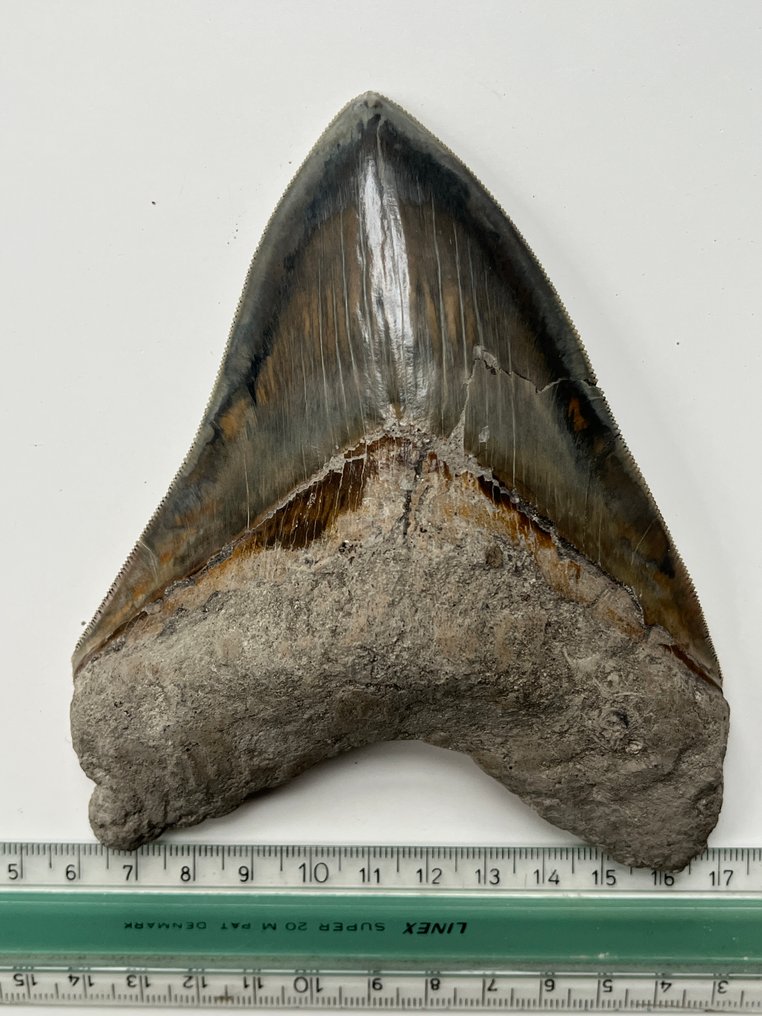 Grosse dent de mégalodon 14,1 cm - Dent fossile - Carcharocles megalodon #4.3