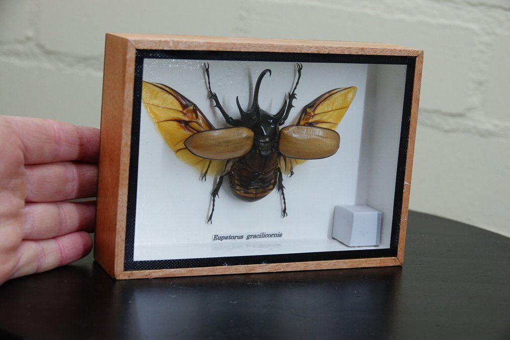 Πένθορυ Κωδωνοφόρος Ρινόκερος Βάση ταρίχευσης ολόκληρου σώματος - Eupatorus gracilicornis - 17.5 cm - 12.5 cm - 4 cm - non-CITES species - 1 #1.0