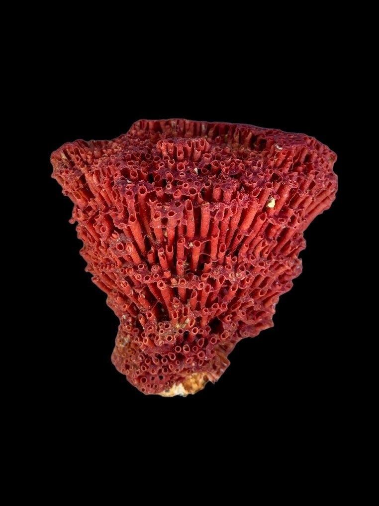 Χωρίς ελάχιστη τιμή CORAL Δείγμα- 384 g - (7) #1.0