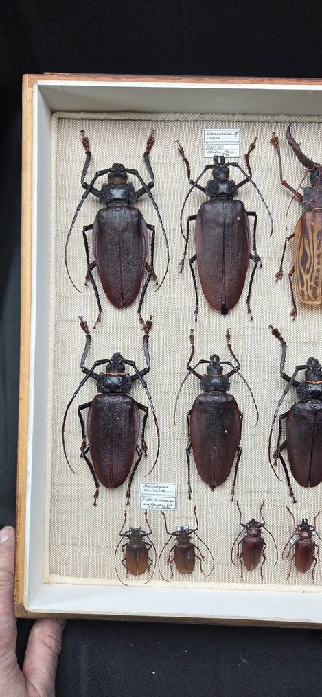 Large Bazil Beetles Cerambycidae Collection (60x40 cm)- Macrodontia sp (139/140mm) - - Διόραμα Clenoscelis sp. and other brasilian species - 1990-2000 - Νότια Αμερική #2.1