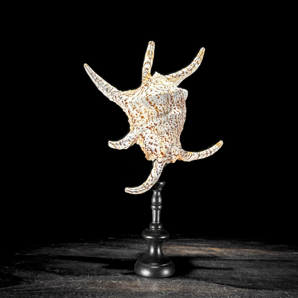 Stunning Pair of Spider Conch Shell on custom stands- Sea shell - Lambis Lambis (No reserve price) #2.1