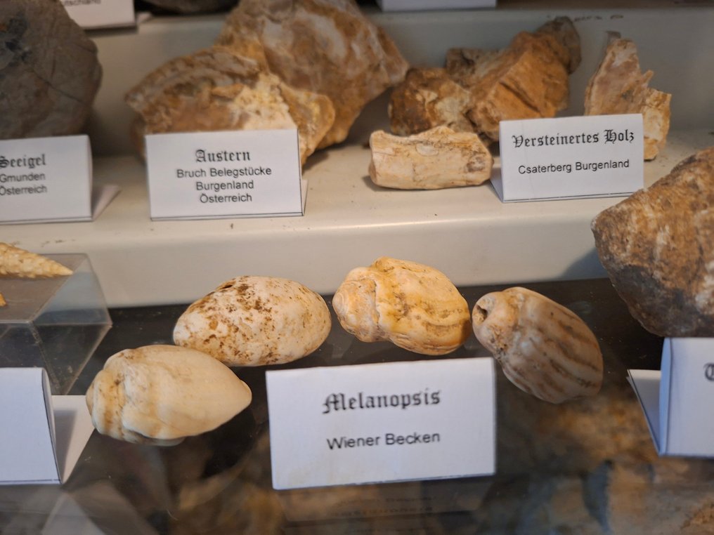 Régi fosszília gyűjtemény több mint 20 darabbal. - Fosszilis mátrix (Nincs minimálár) #2.1