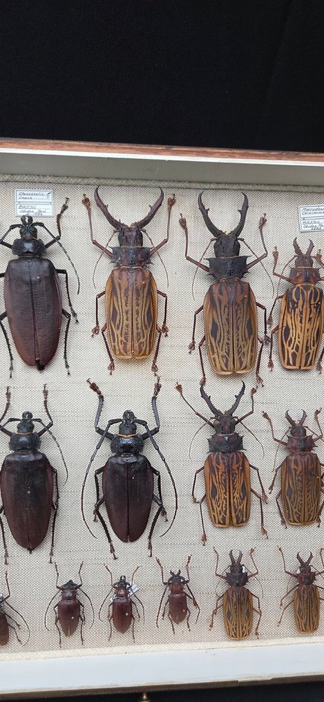 Large Bazil Beetles Cerambycidae Collection (60x40 cm)- Macrodontia sp (139/140mm) - - Διόραμα Clenoscelis sp. and other brasilian species - 1990-2000 - Νότια Αμερική #4.3