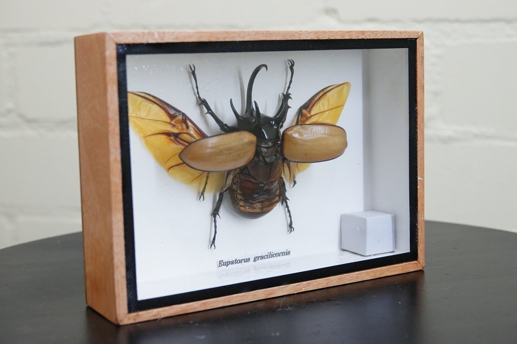 Πένθορυ Κωδωνοφόρος Ρινόκερος Βάση ταρίχευσης ολόκληρου σώματος - Eupatorus gracilicornis - 17.5 cm - 12.5 cm - 4 cm - non-CITES species - 1 #2.1