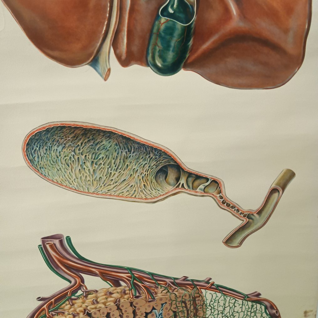 Deutsches Hygiene Museum Dresden - Ανατομικός τοίχος χάρτης - Σχολικός χάρτης - από το 2022 - Καραβόπανο #4.3