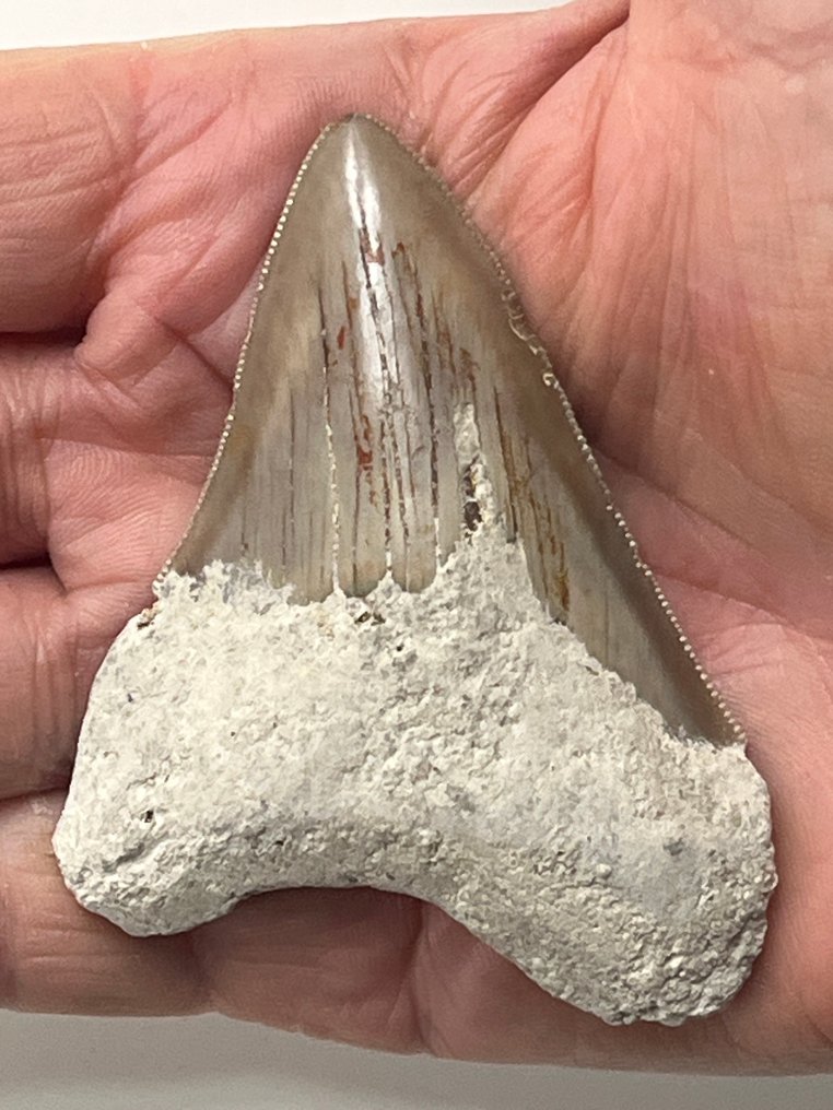 巨齿鲨牙齿7.2厘米 - 牙齒化石 - Carcharocles megalodon  (沒有保留價) #1.0