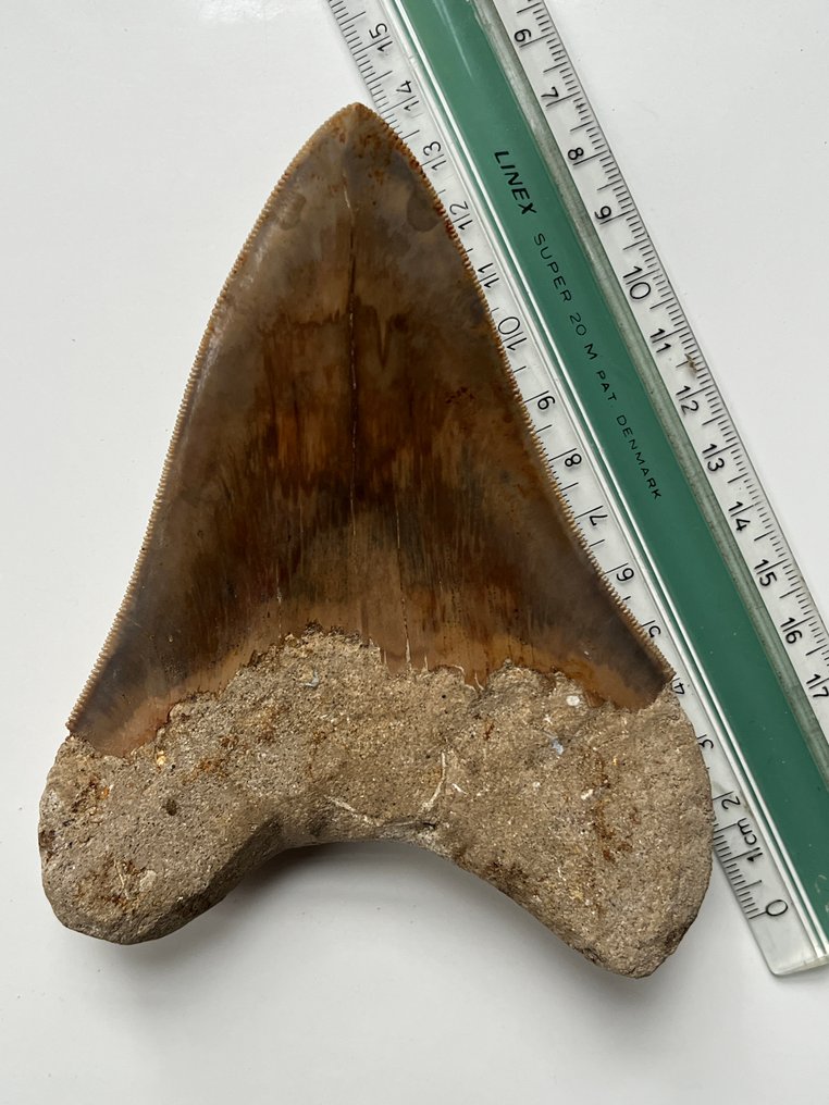 Suuri Megalodon-hampaan hammas, 13,2 cm. - Fossiiliset hampaat - Carcharocles megalodon #3.2